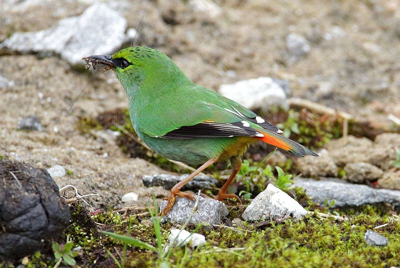 Eaglenest, Arunachal Pradesh