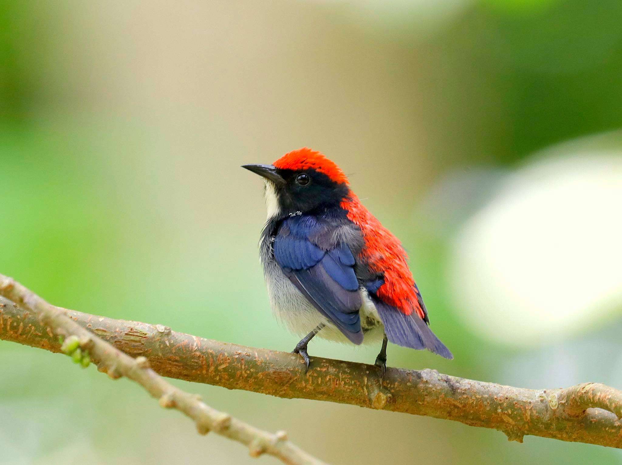  Kaziranga National Park, Assam