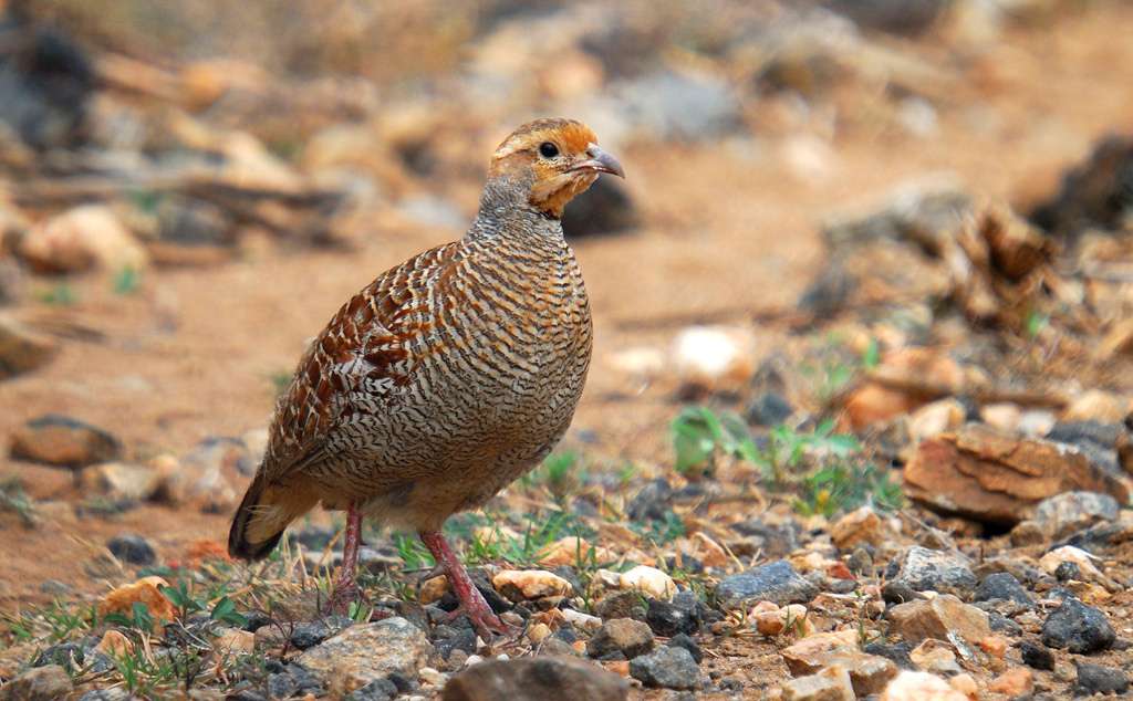 Mudumalai, Tamil Nadu