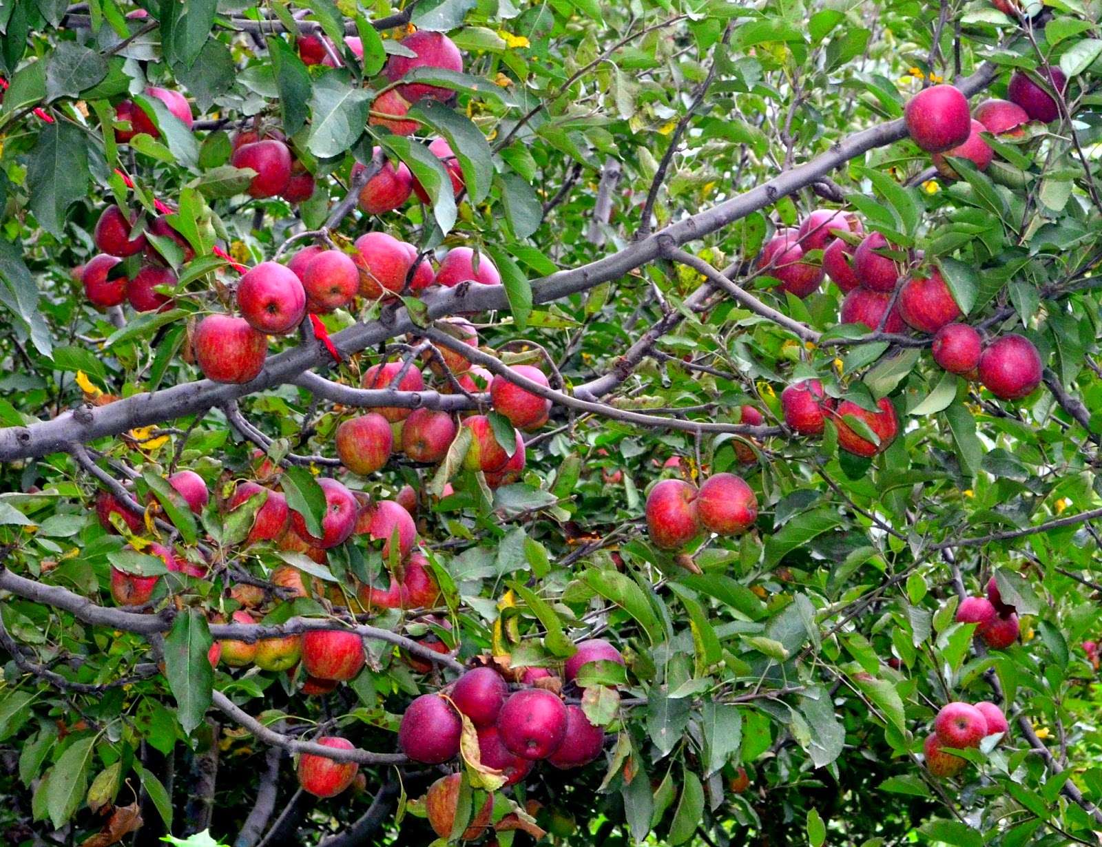 Red Apple Orchards