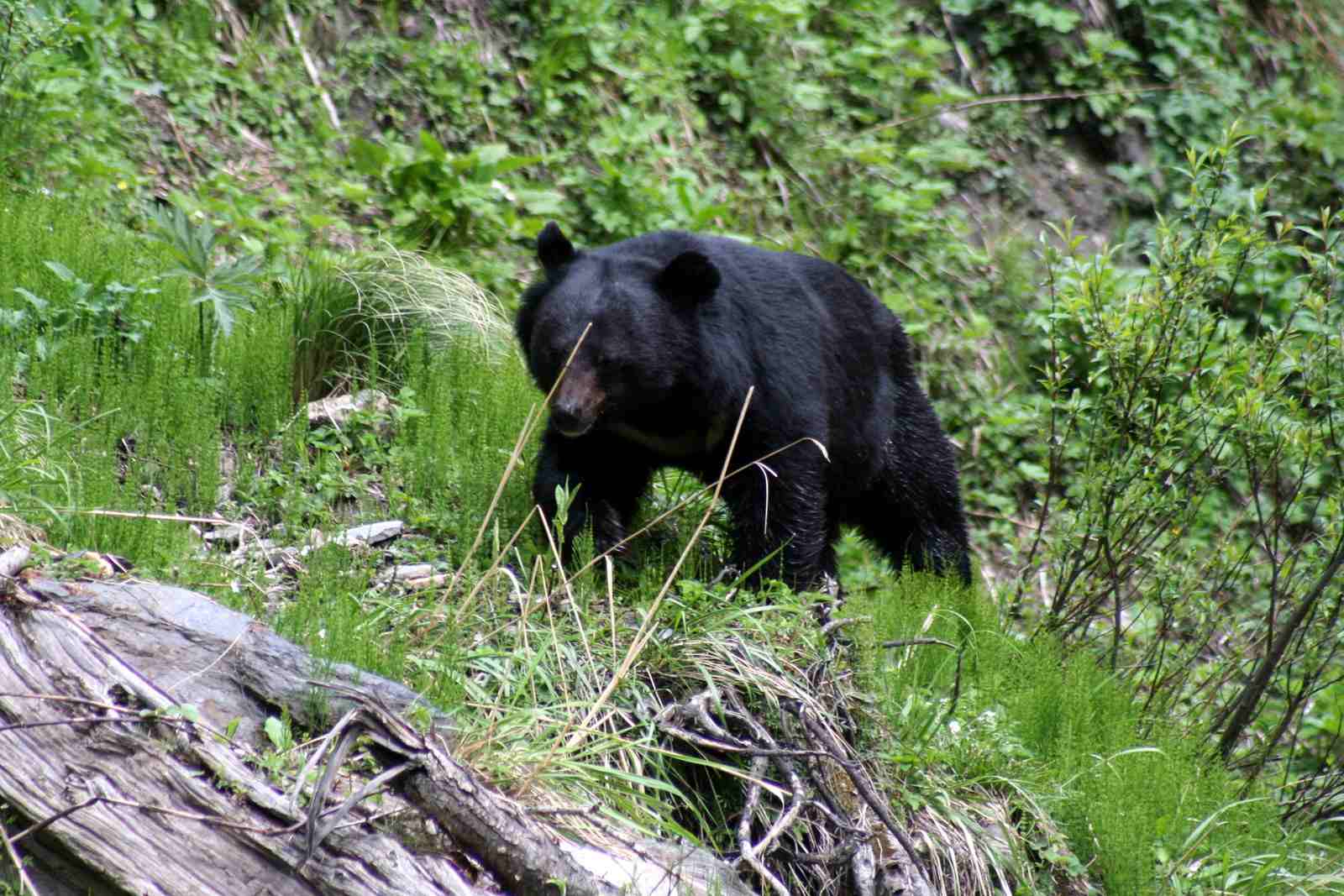 Great Himalayan National Park