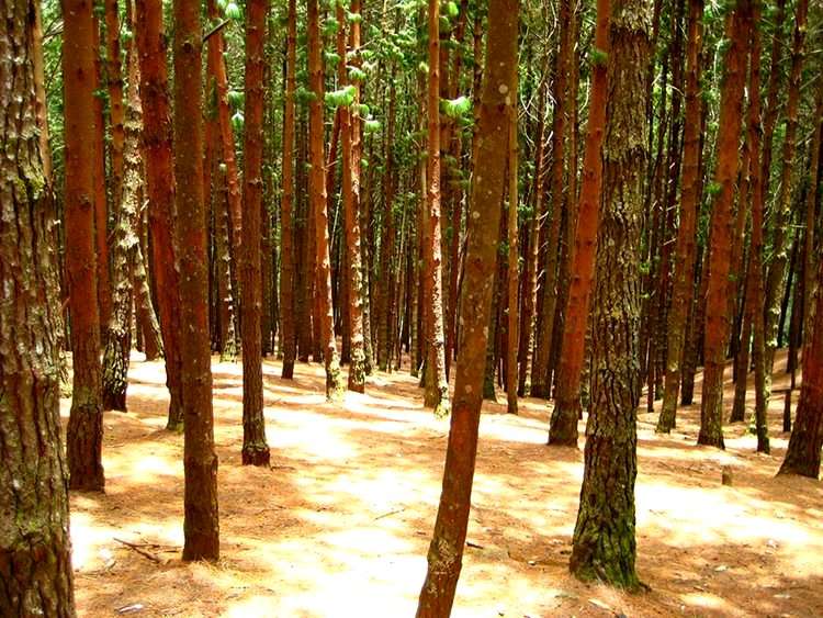 Kodaikanal Pine Forest