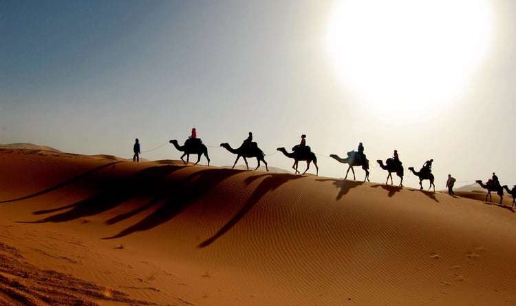 Camel Safari in Dubai