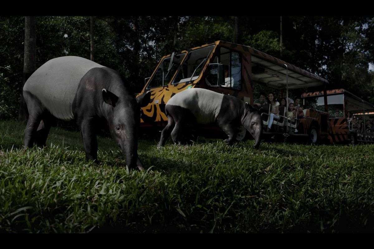 Night Safari Nocturnal Wildlife Park