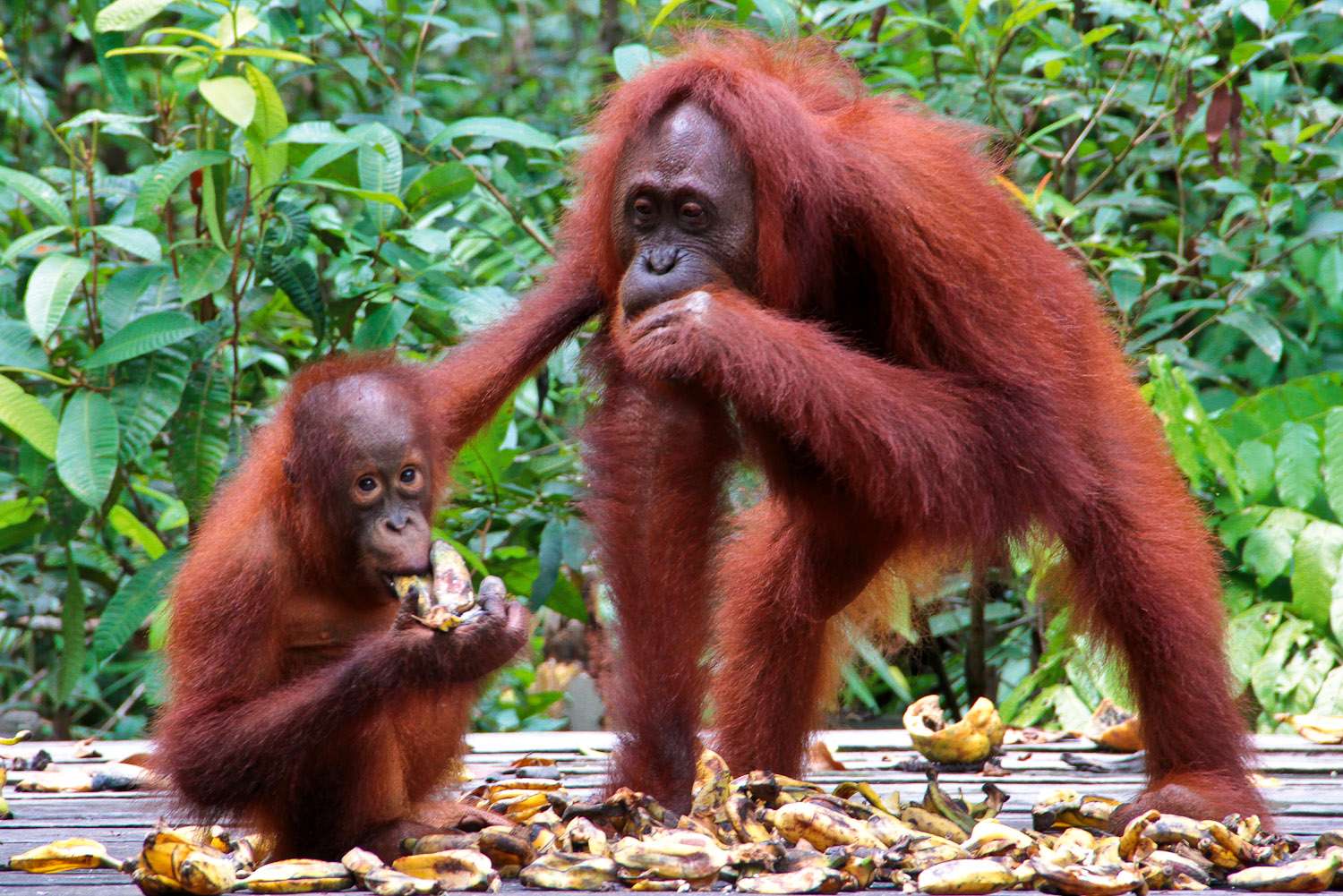Shangri-La's Orangutan Care Project, Kota Kinabalu