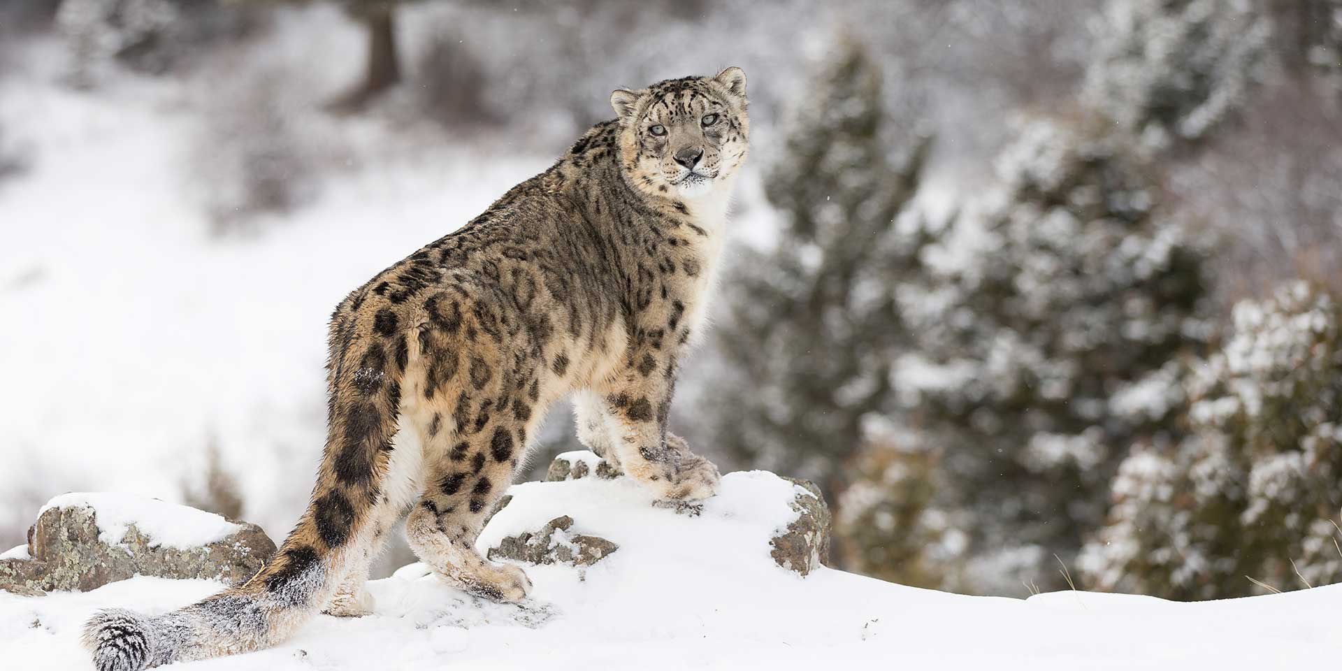 Snow Leopard Trek