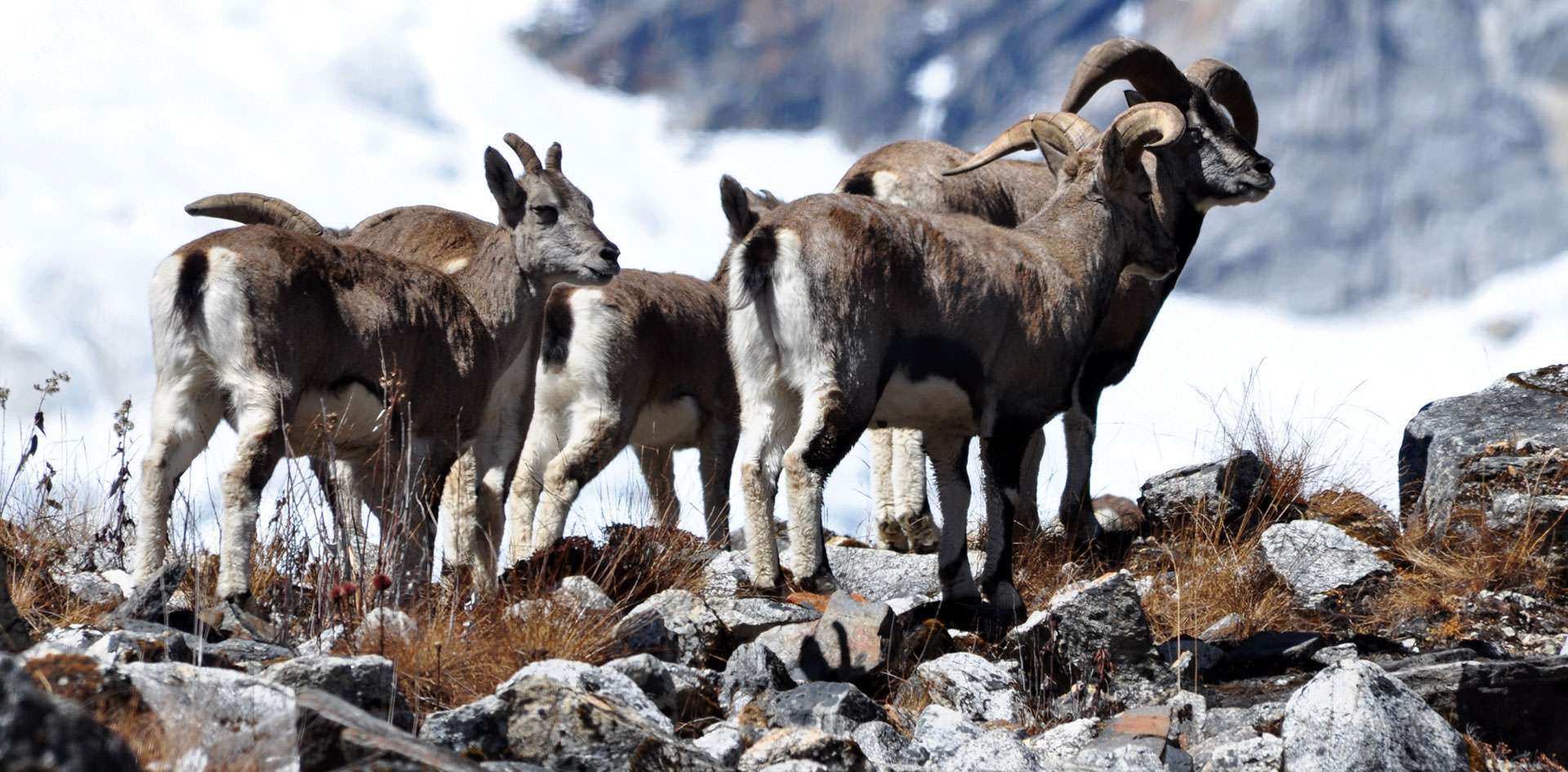 Spot Snow Leopards at Jigme Dorji National Park