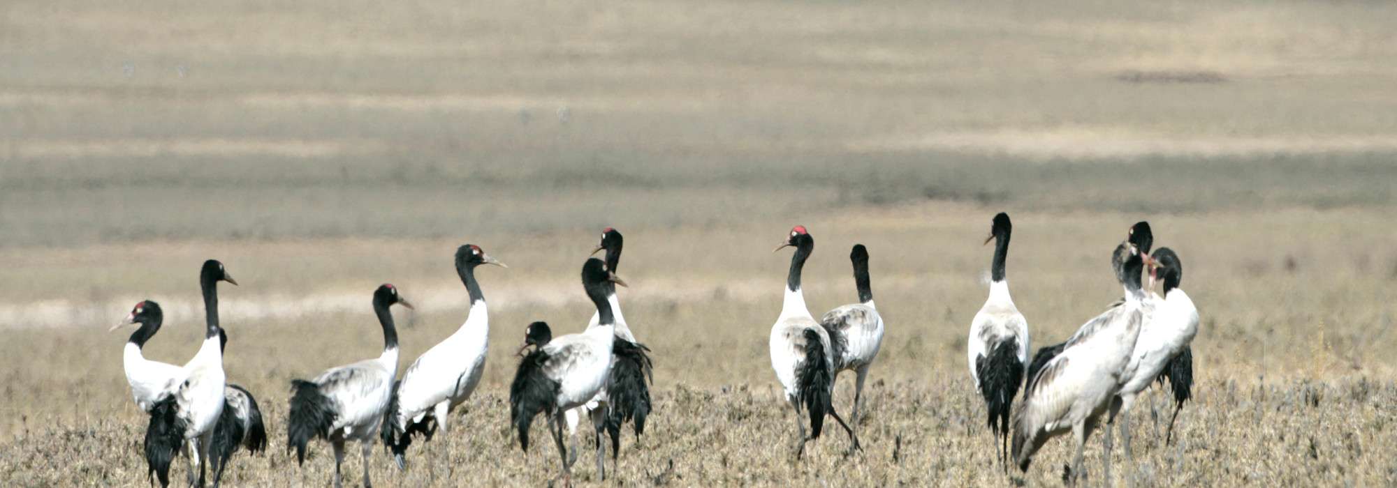Marvel at Bumdeling Wildlife Sanctuary