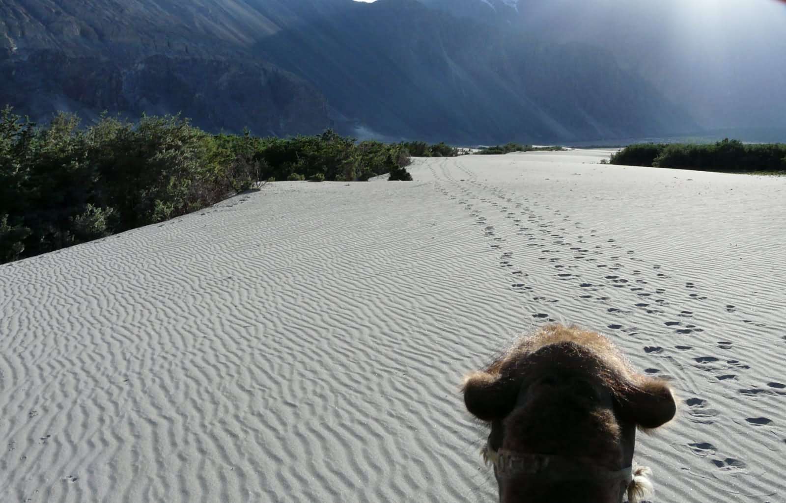 Camel Safari in Nubra Valley