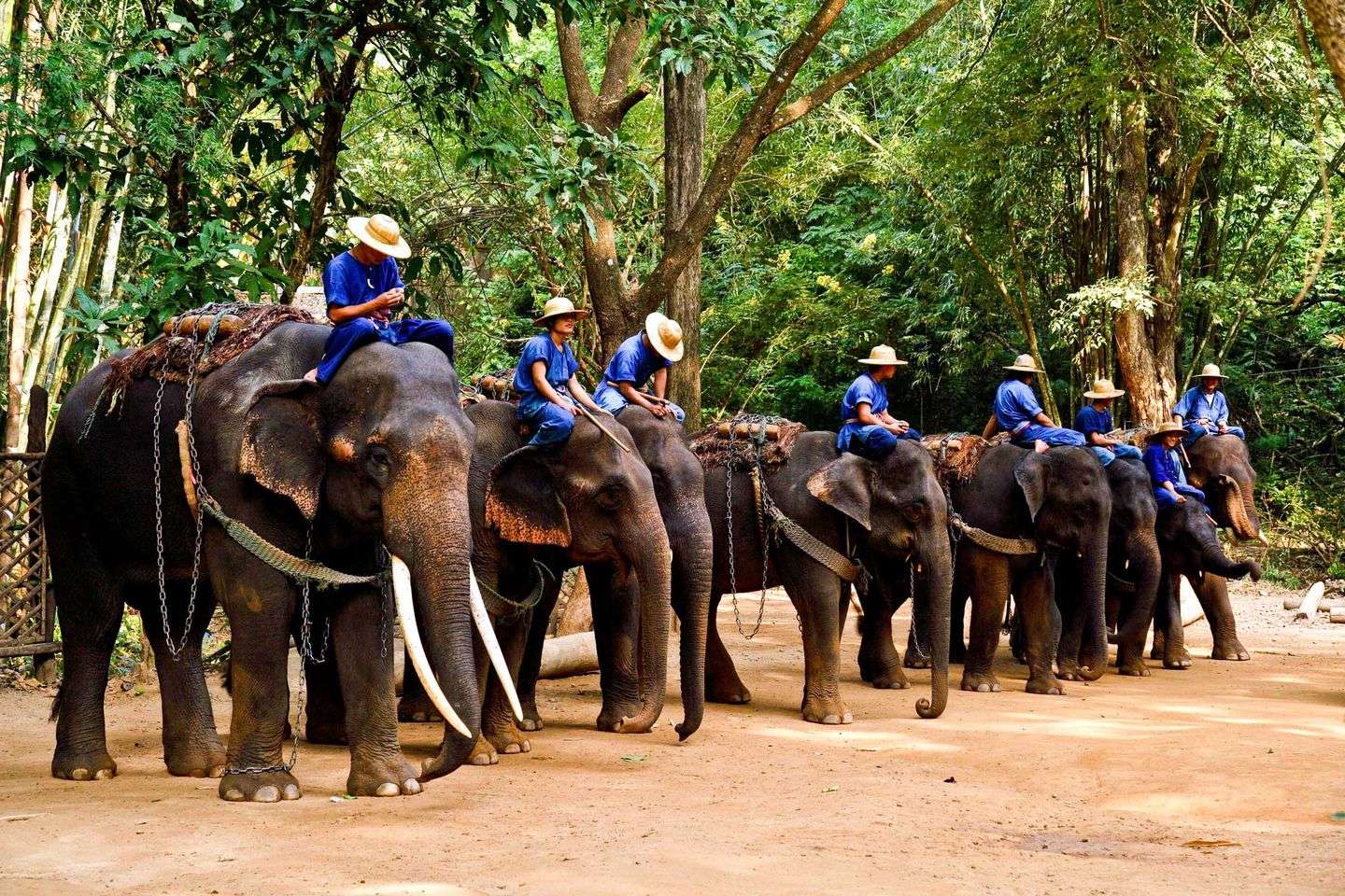 Enjoy Elephant Camp, Pattaya