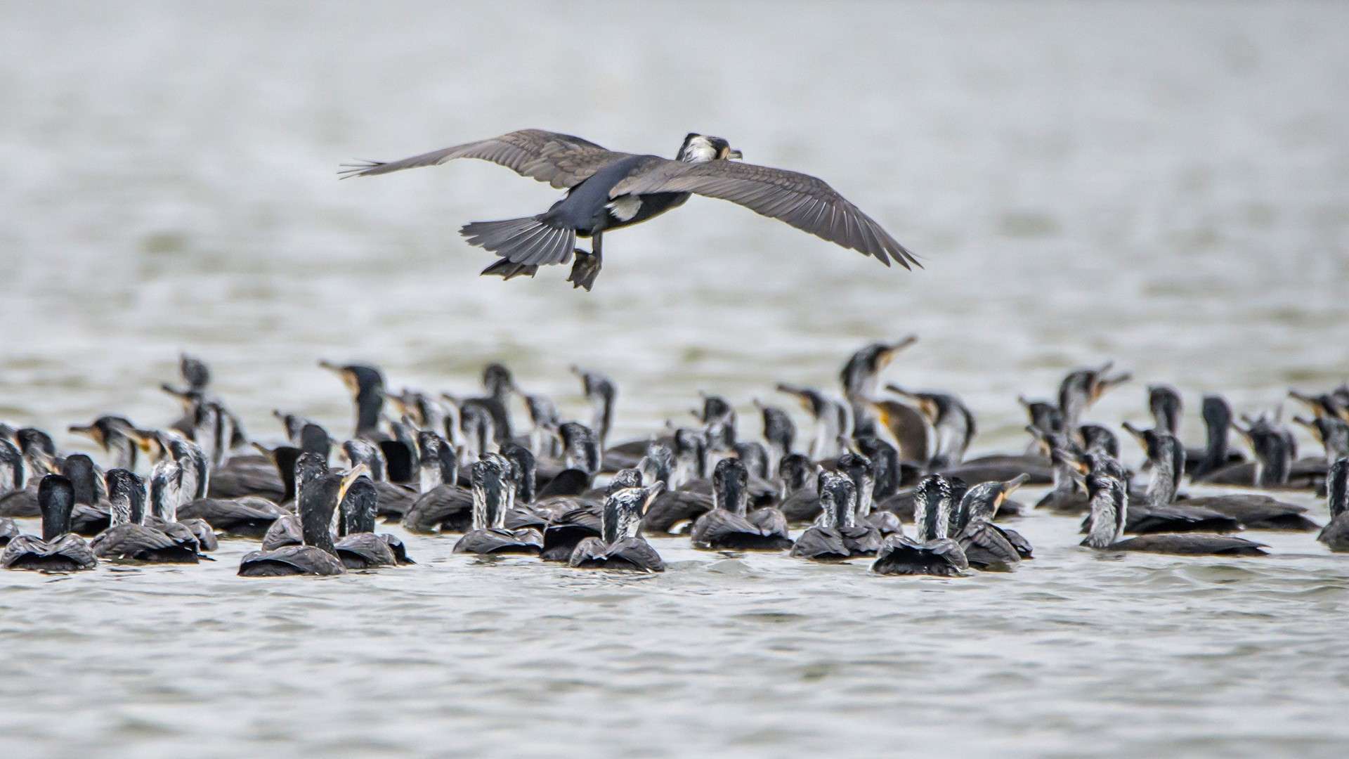 Birdwatching at Ousteri Lake