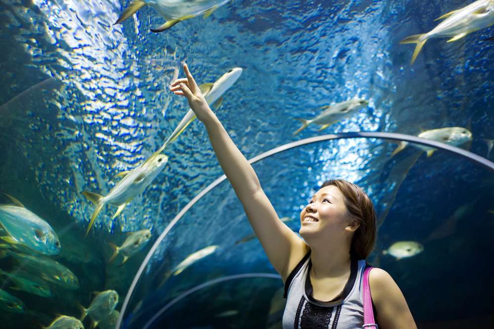 Underwater World Pattaya Tickets | Save 21% & Book @ ₹ 625 Only