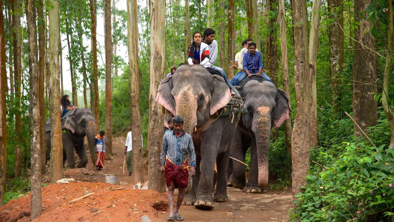 Elephant Safari at the Carmelagiri Elephant Park