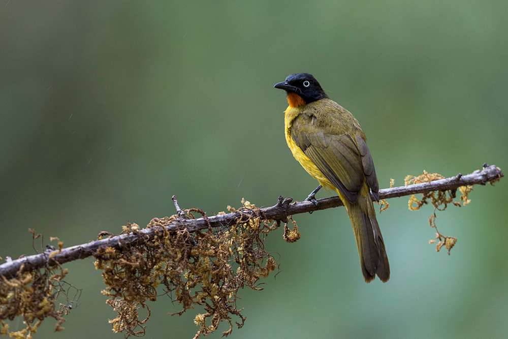 Bird Watching at Ganeshgudi