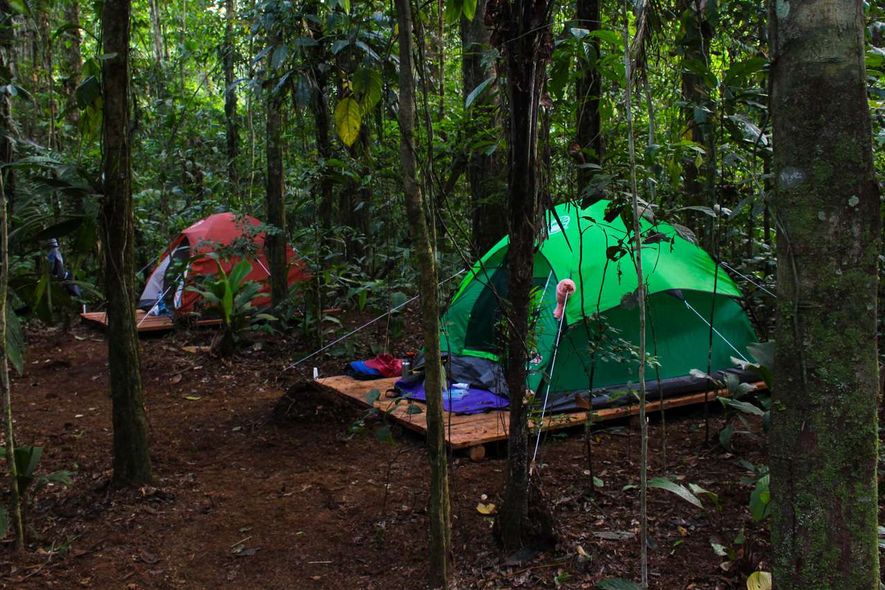 Jungle Camping