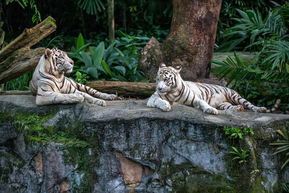 Singapore Zoo