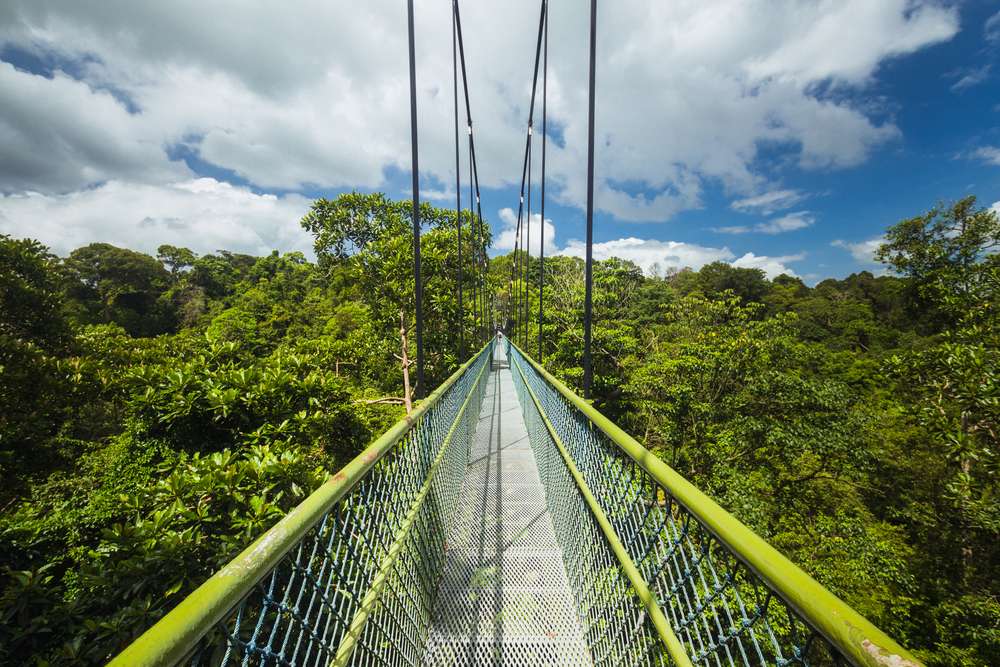 Tree-top Walk at MacRitchie Reservoir