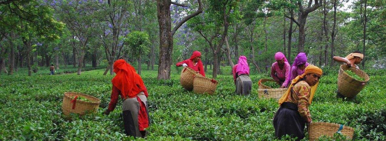 Take a Tour of Bir Tea Factory