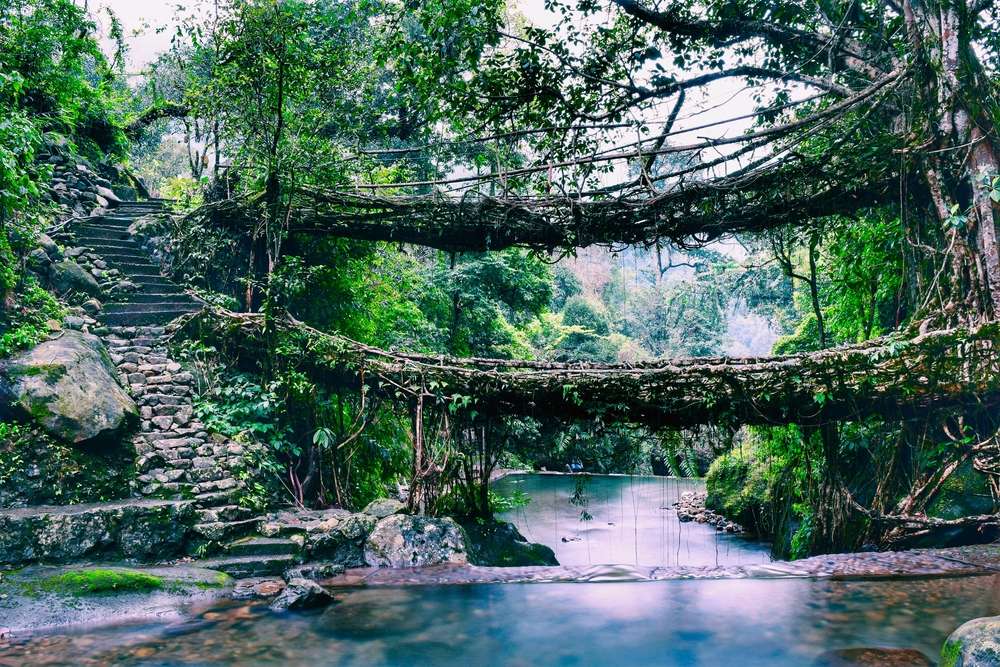 Double Decker Living Root Bridge (65 km from Shillong)