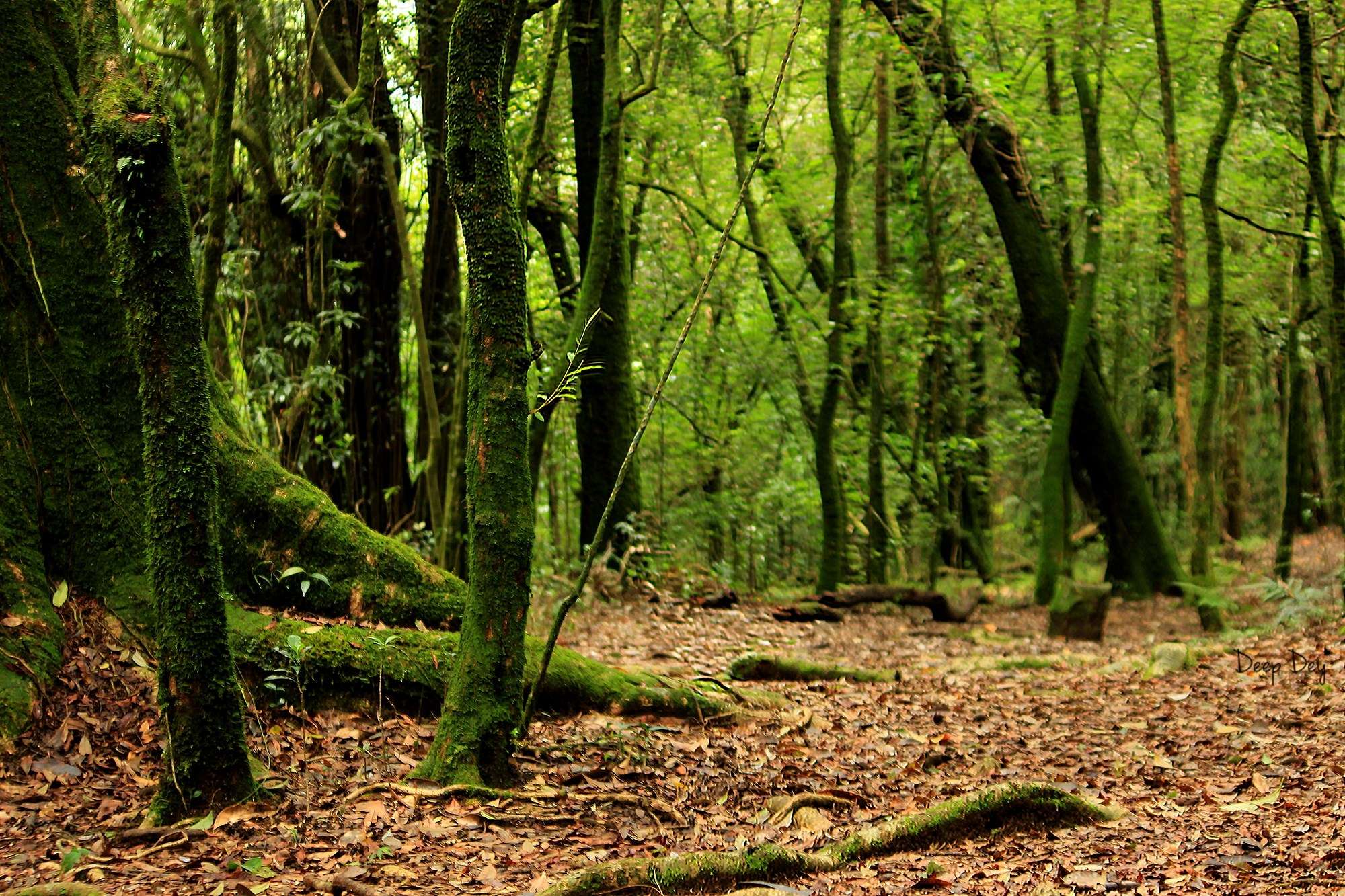 Mawphlang Sacred Forest (25 km from Shillong)