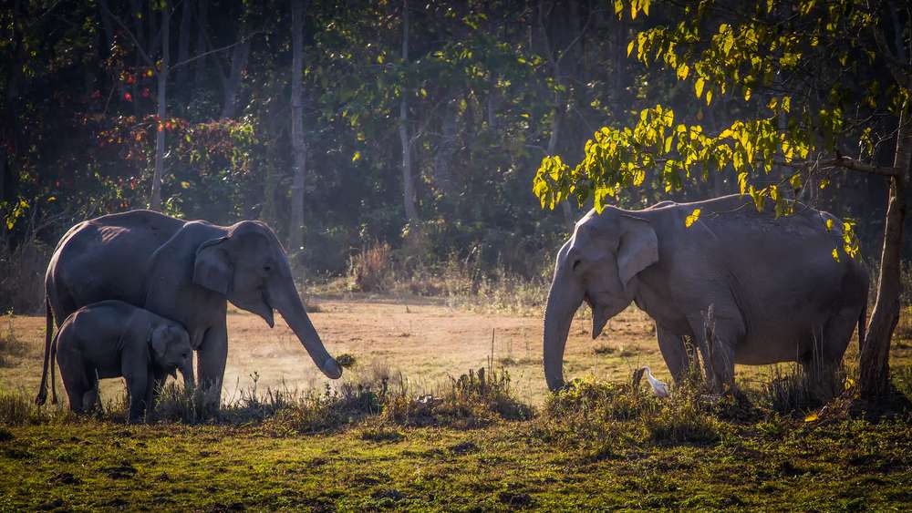 Meghalaya With Kaziranga Safari Tour Package