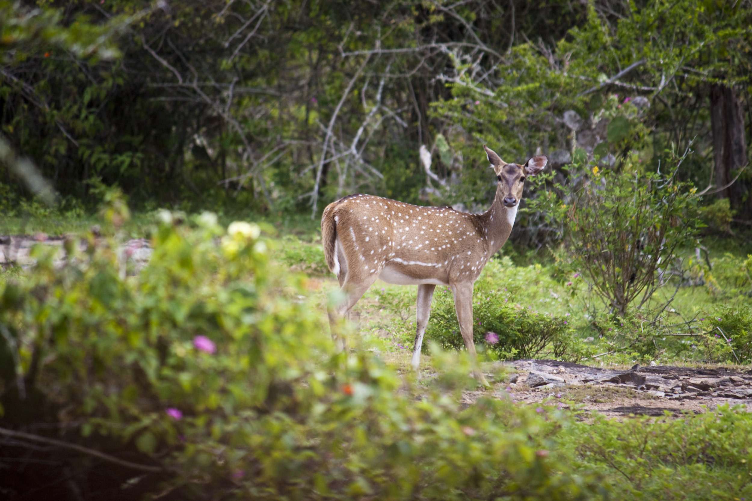 Mudumalai Wildlife Sanctuary