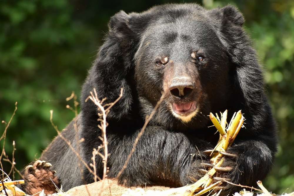 Sepahijala Wildlife Sanctuary