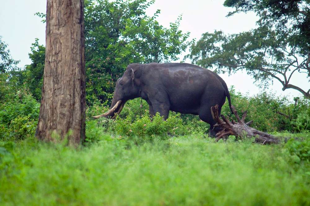 Theppakadu Elephant Camp