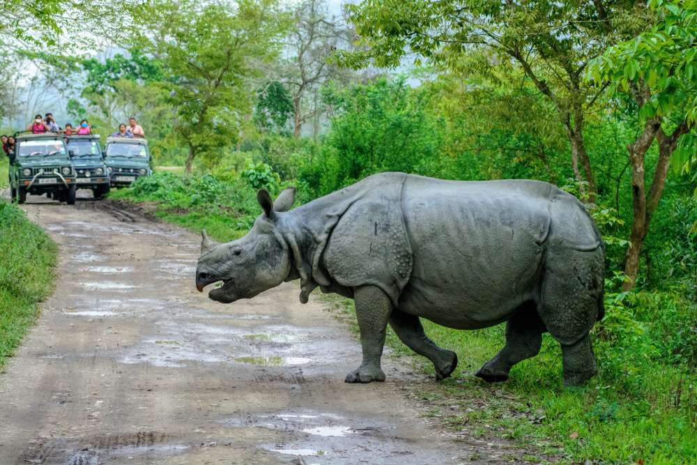 Kaziranga National Park, Assam