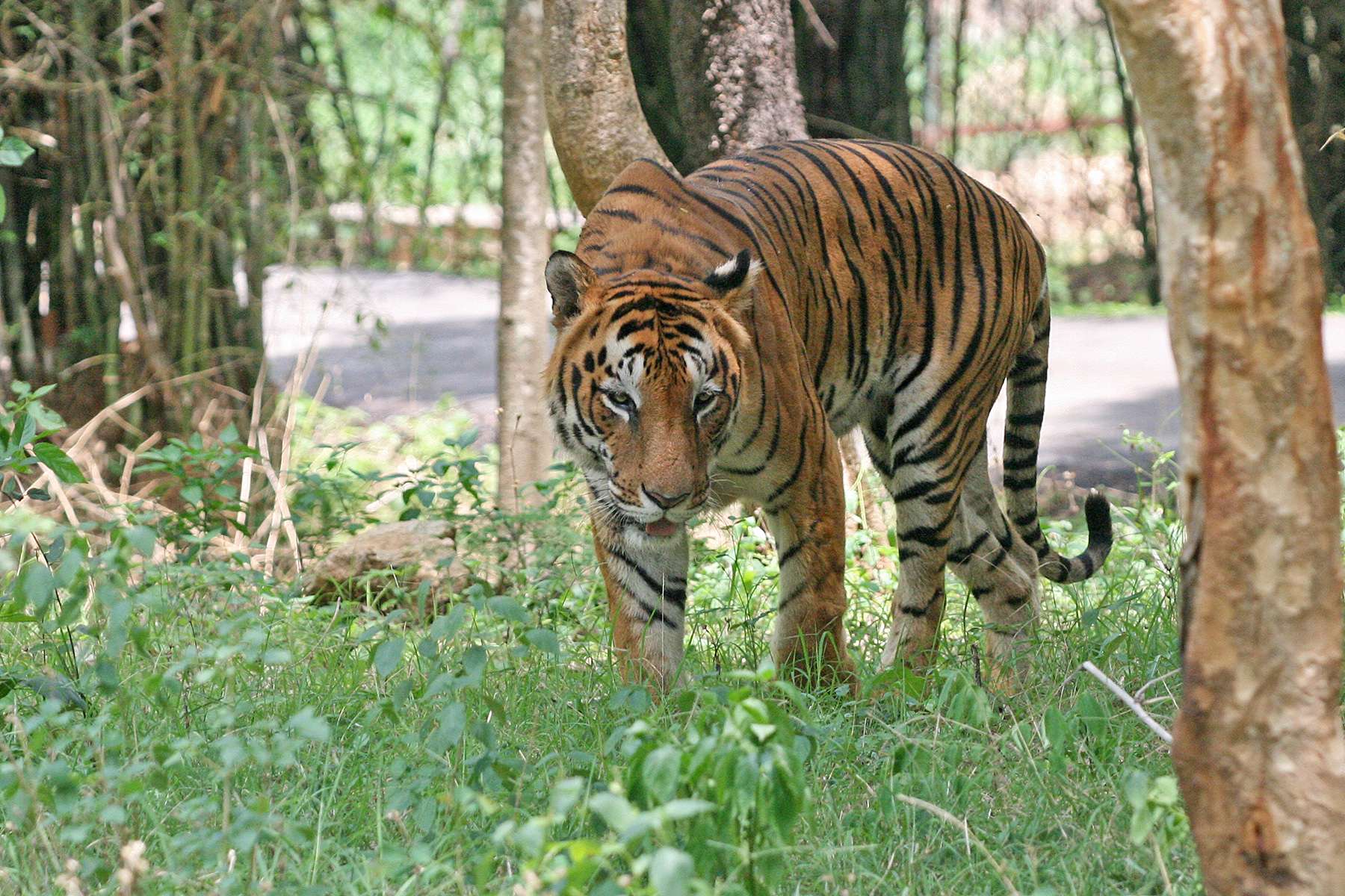 Royal Manas National Park