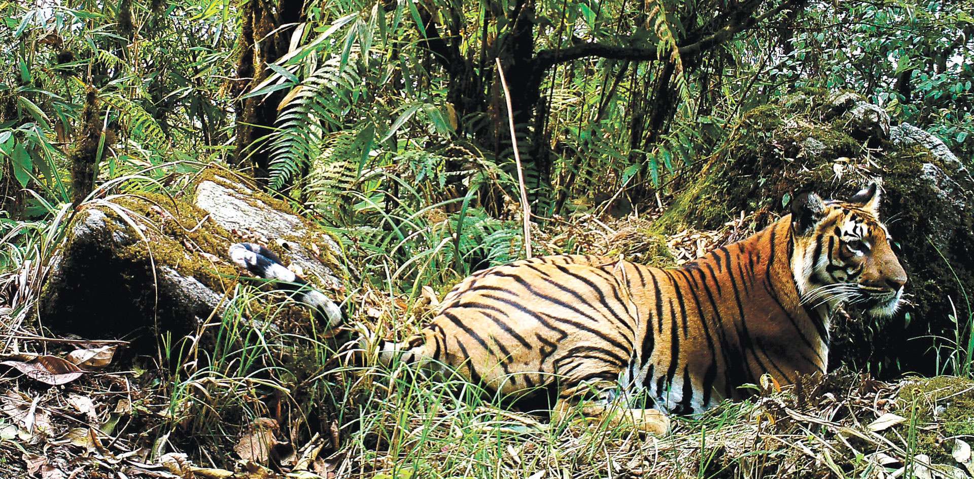 Jigme Singye Wangchuck National Park, Trongsa 