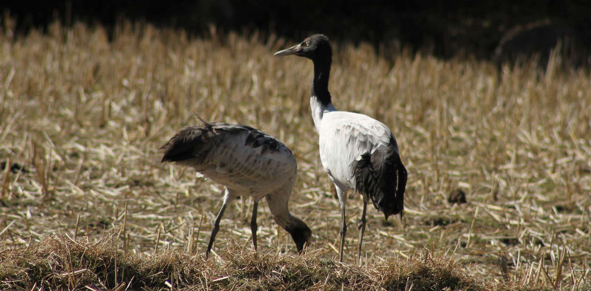 Bumdeling Wildlife Sanctuary