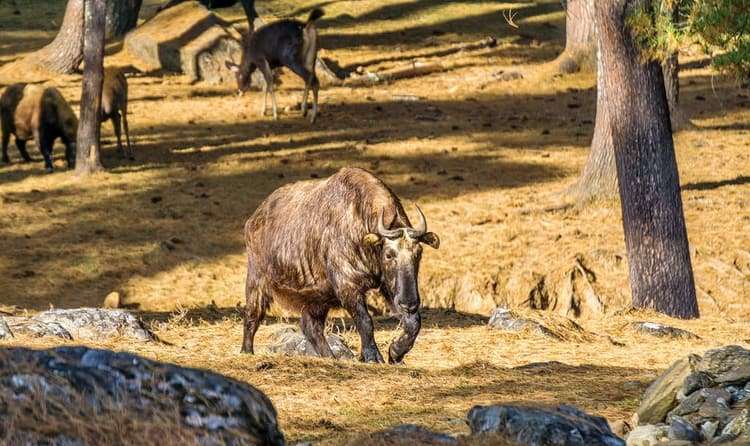 Motithang Takin Preserve