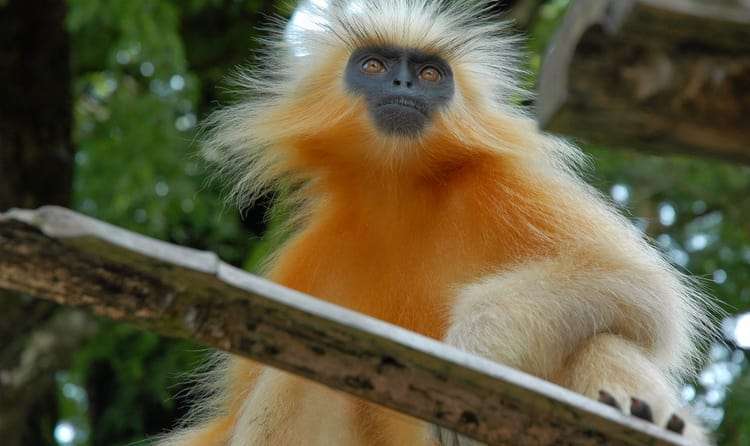 Wangchuck Wildlife Sanctuary