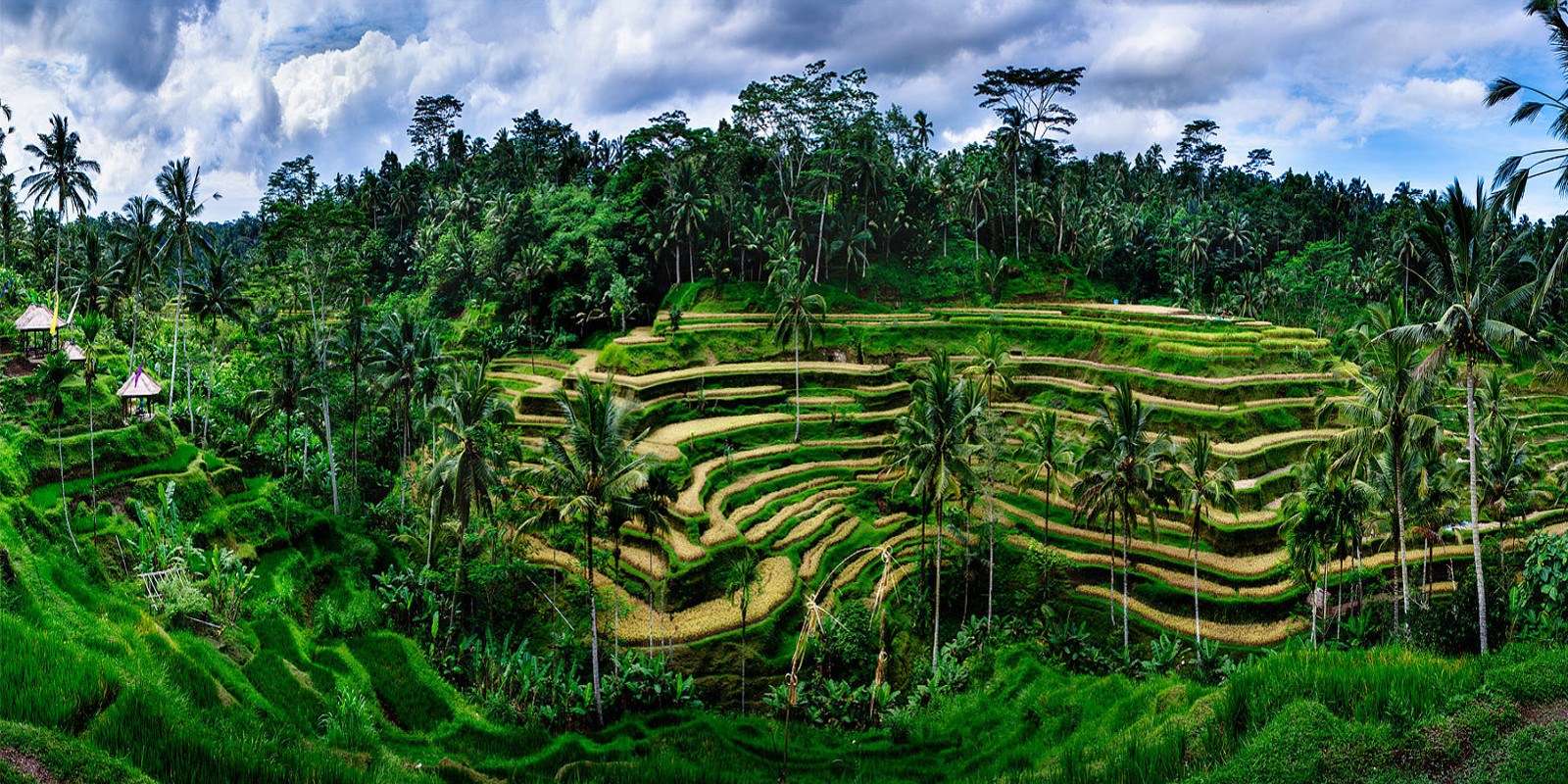 Visit Tegallalang Rice Terraces