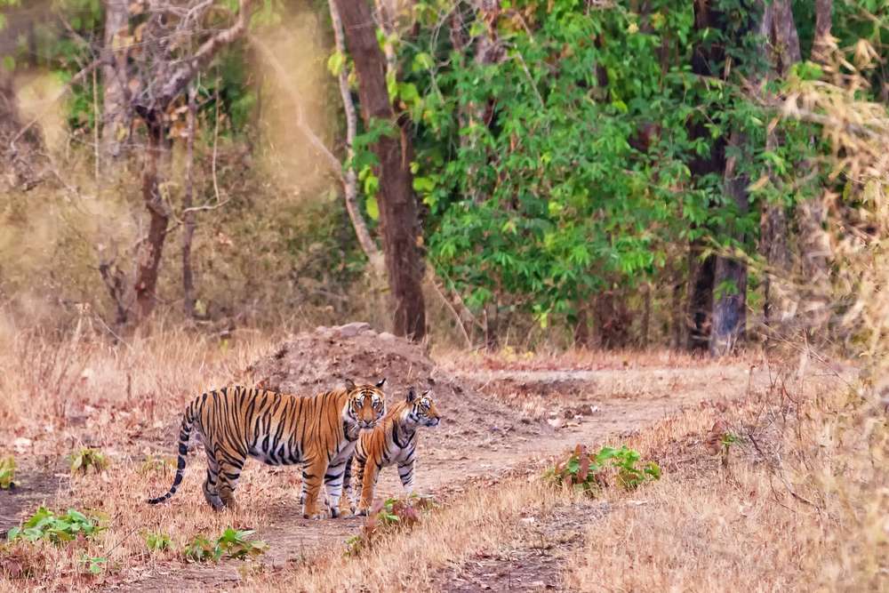 Pench National Park