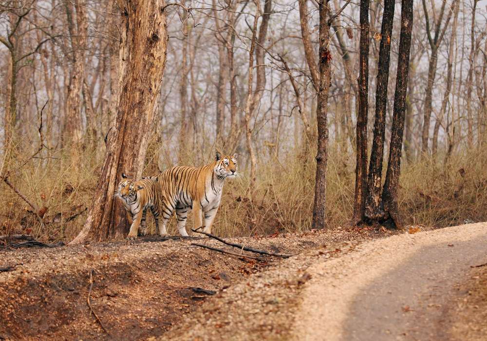 Satpura National Park