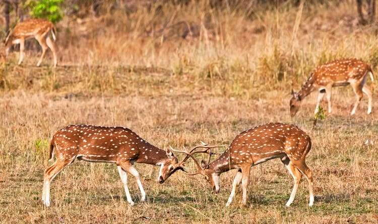 Visit the famous Ralamandal Wildlife Sanctuary