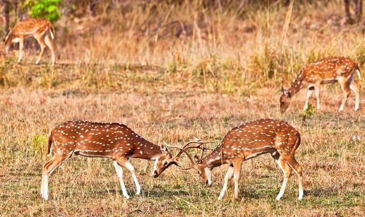 Ralamandal Wildlife Sanctuary