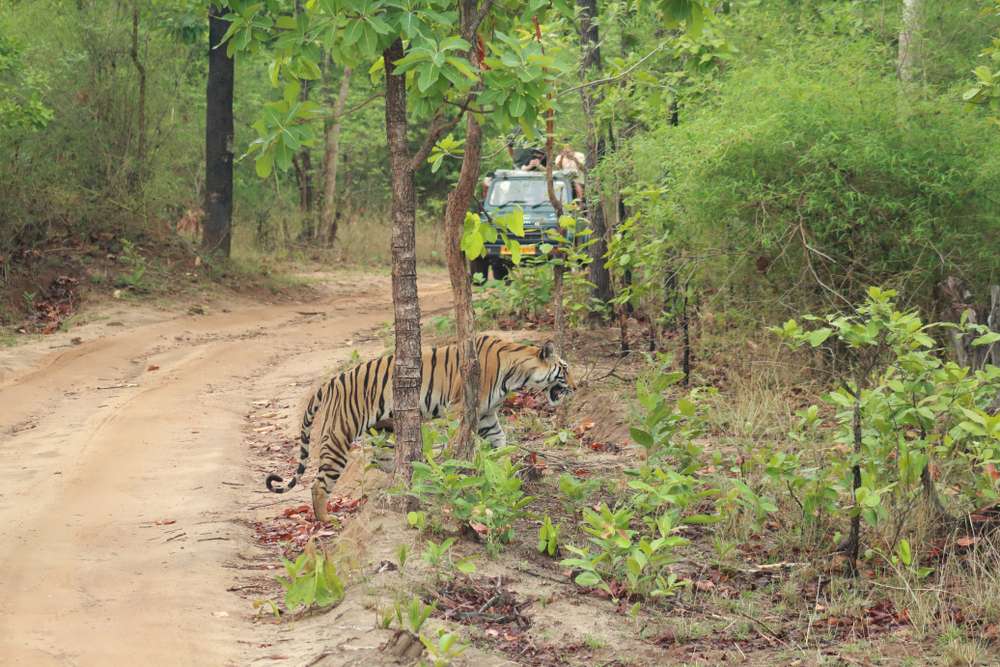 Sanjay National Park