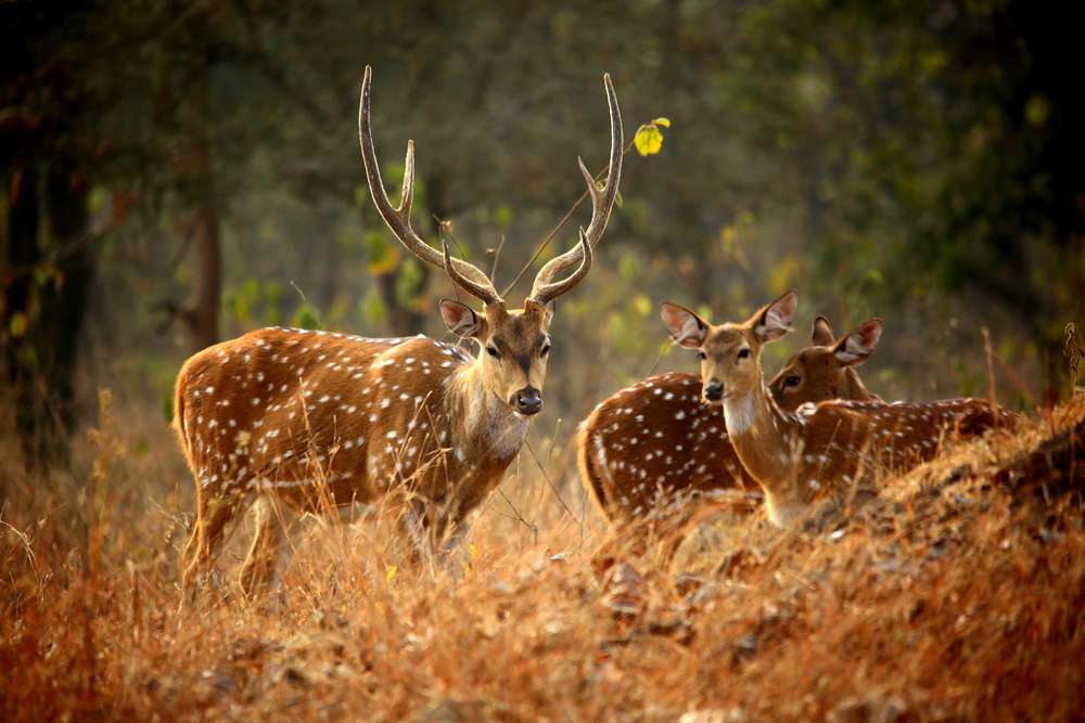 Madhav National Park