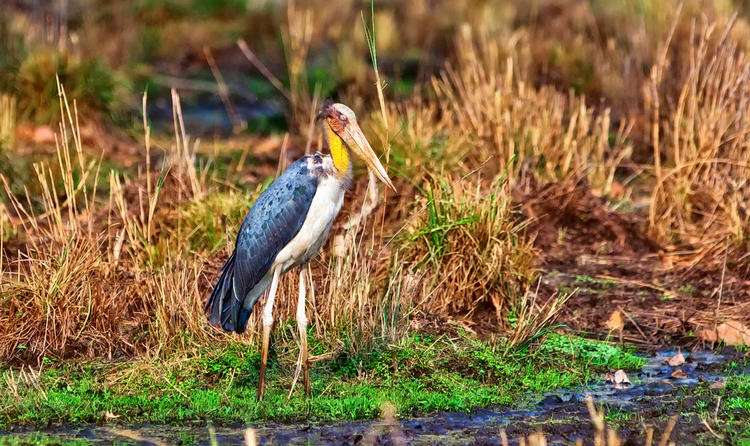 Van Vihar National Park