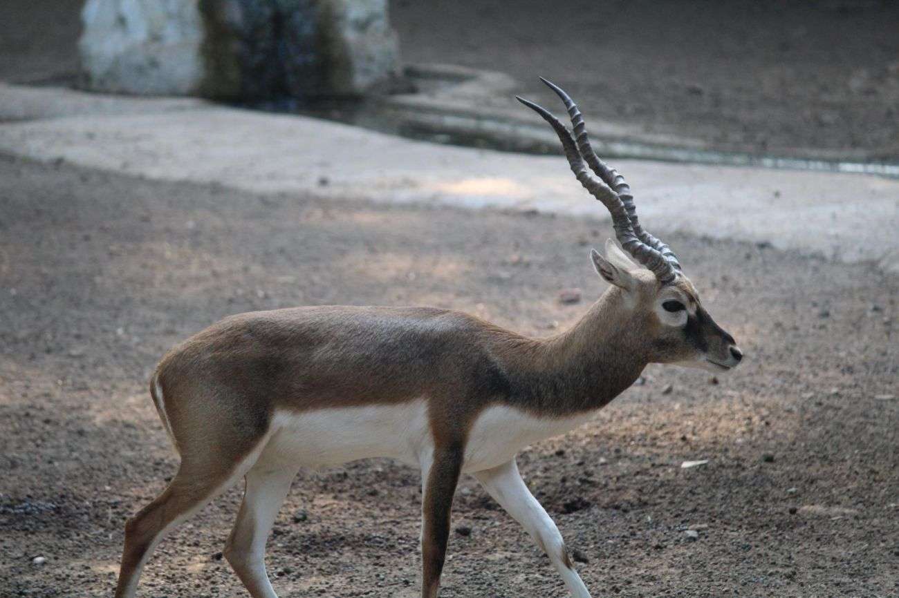 Gwalior Zoo