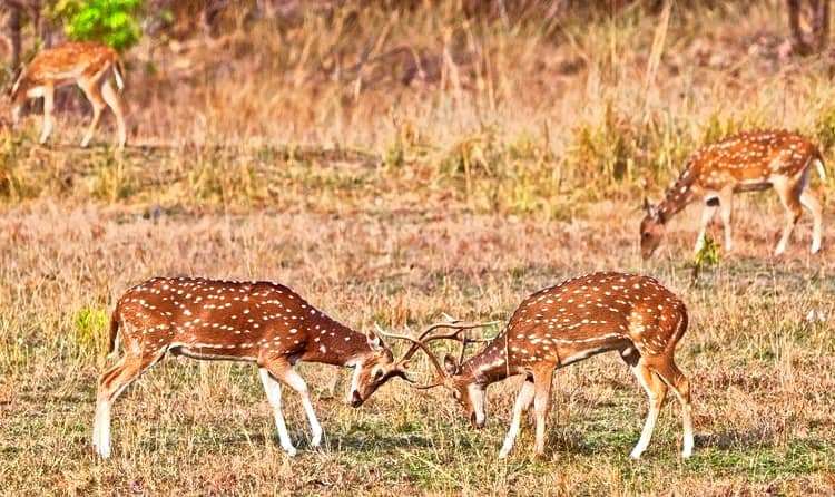 Ralamandal Wildlife Sanctuary