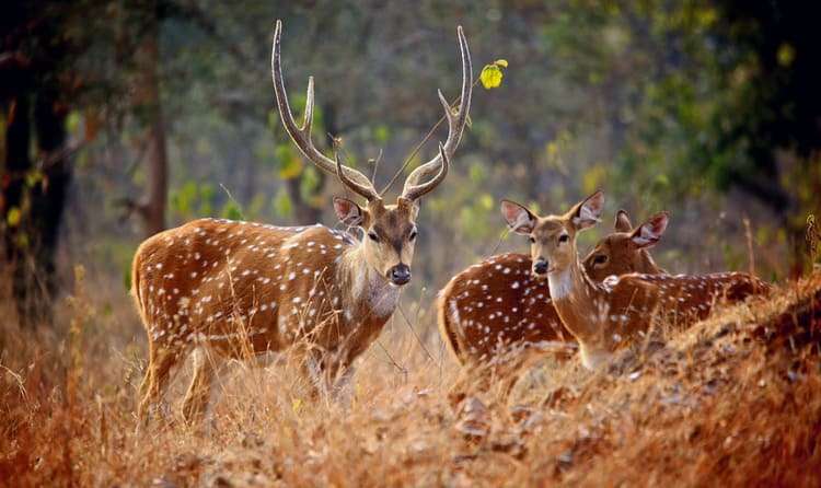 Madhav National Park