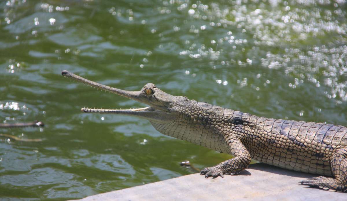 Ken Gharial Sanctuary