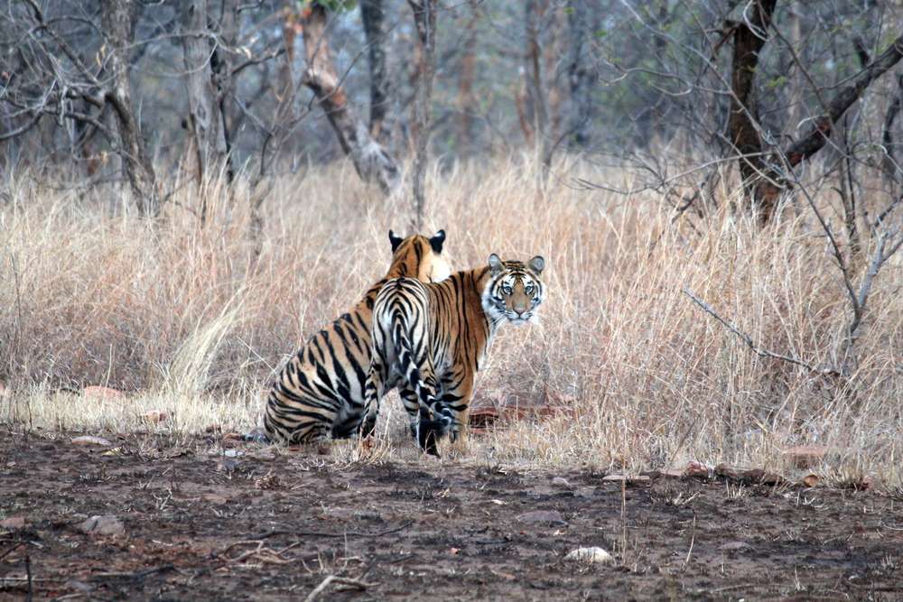 Panna National Park, Panna