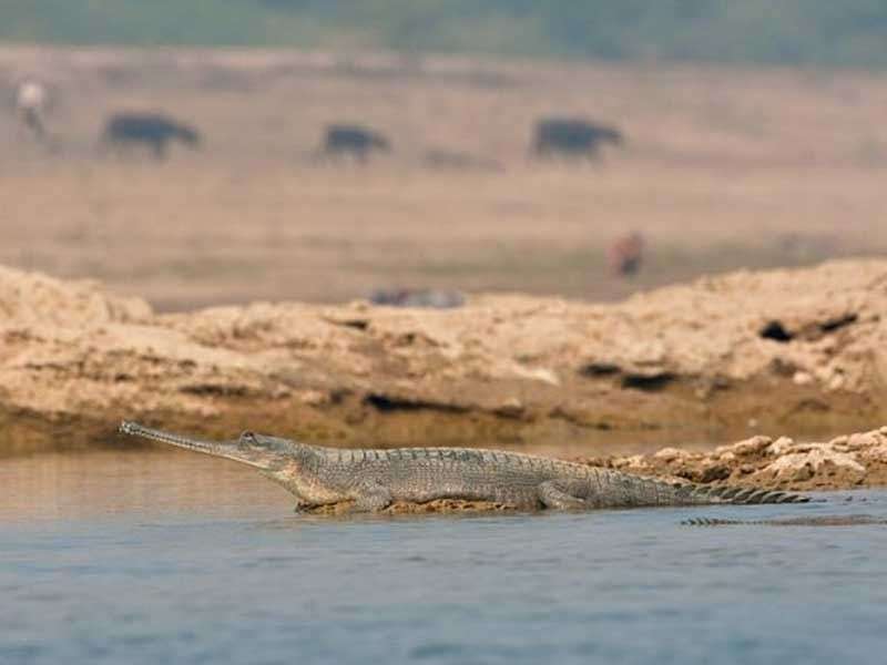 National Chambal(Gharial) Wildlife Sanctuary