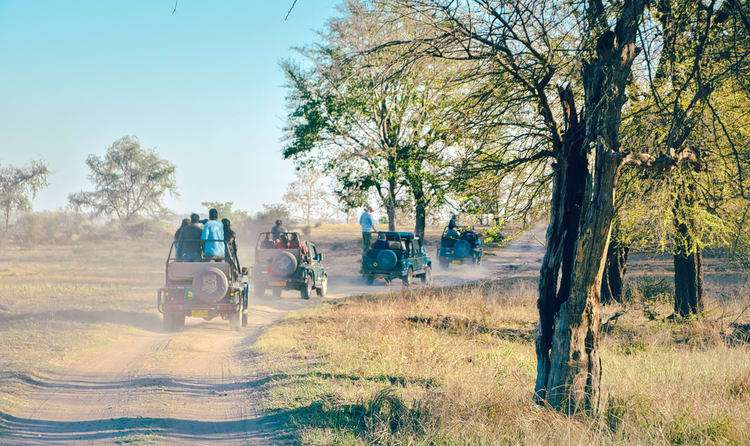 Witness Wildlife and Nature at Panna National Park