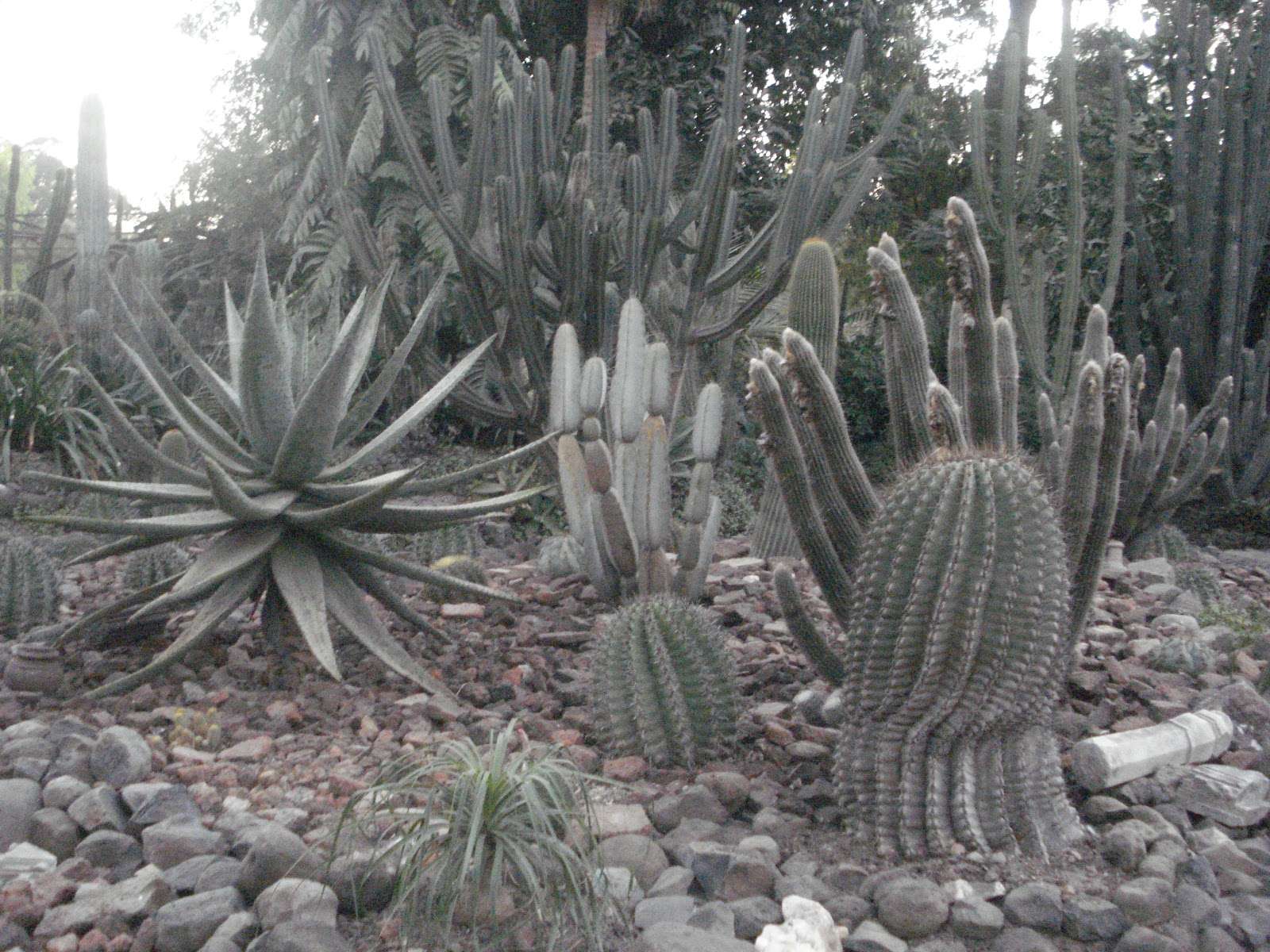 Cactus Garden Sailana